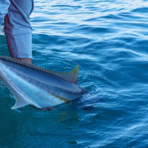 Baja tuna fishing