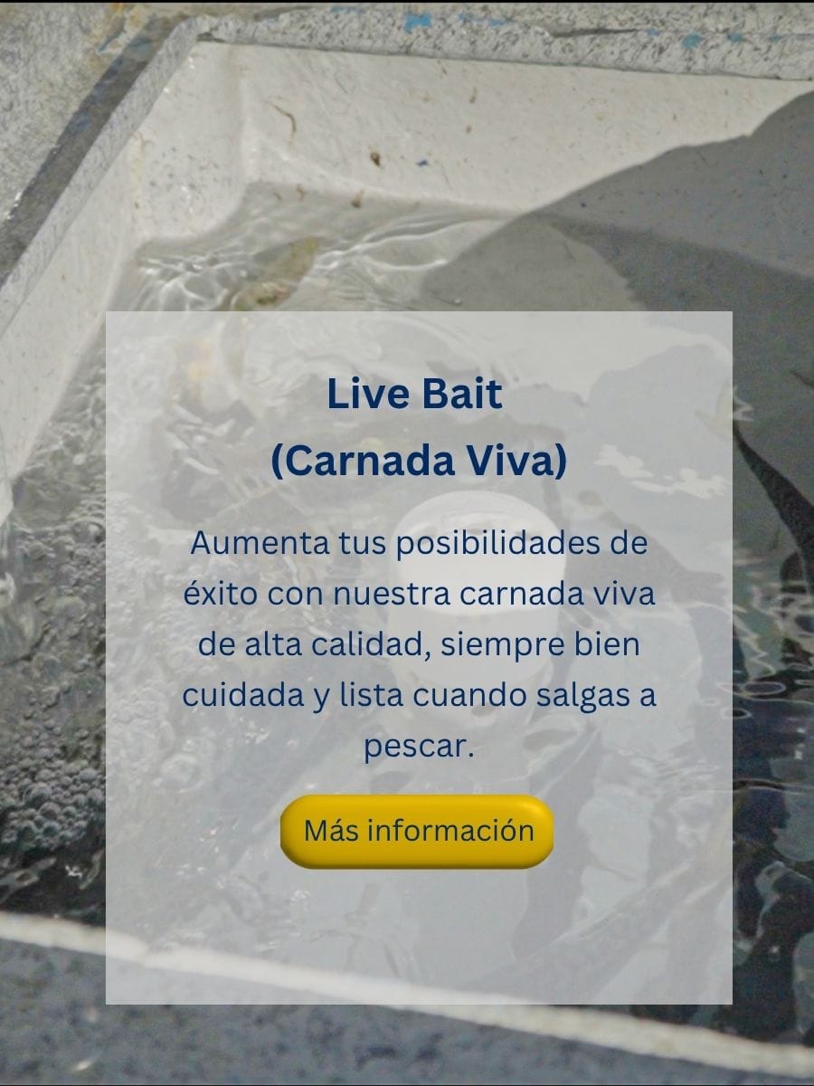 live bait cedros fishing