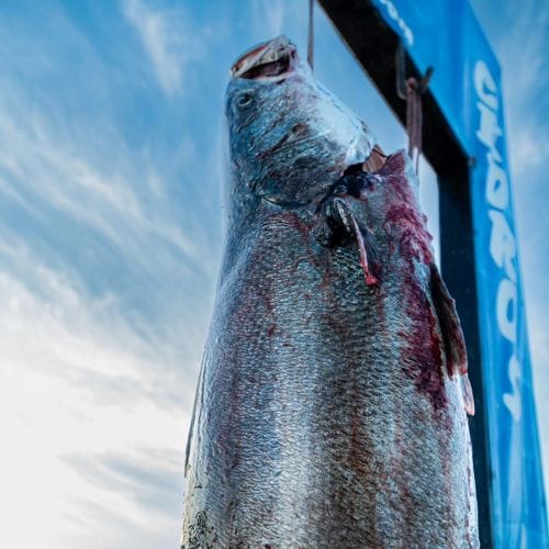 cedros fishing adventures