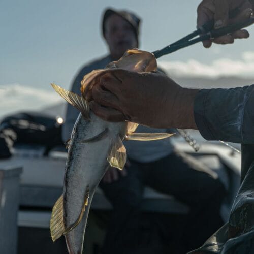 cedros fishing experience