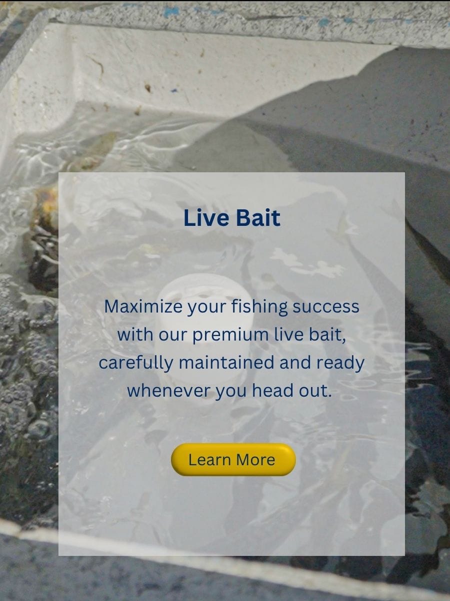 live bait cedros fishing